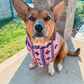 Customizable Dog Aztec Bandage Scarf